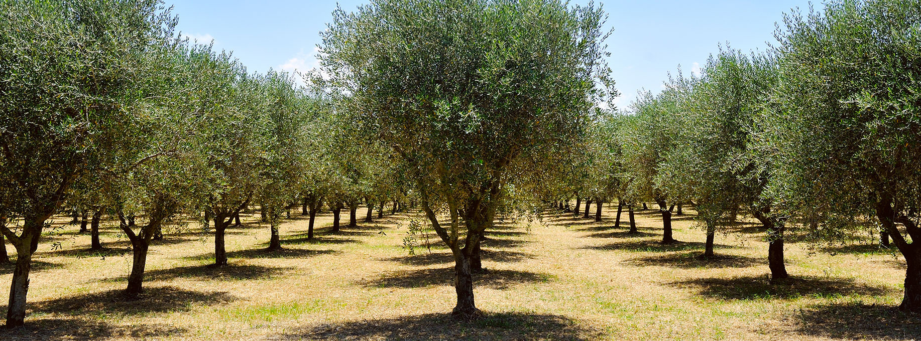 Olive Trees