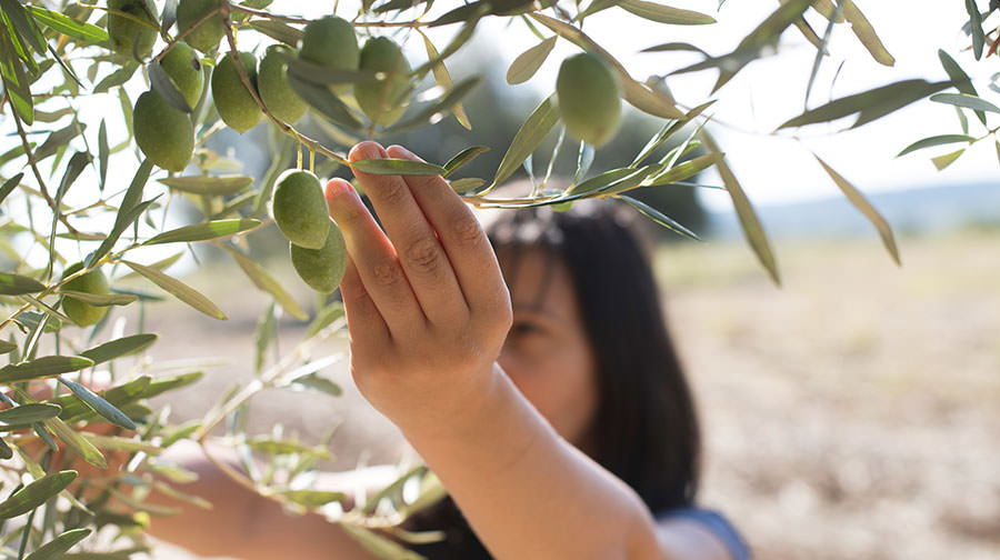 Picking Olives