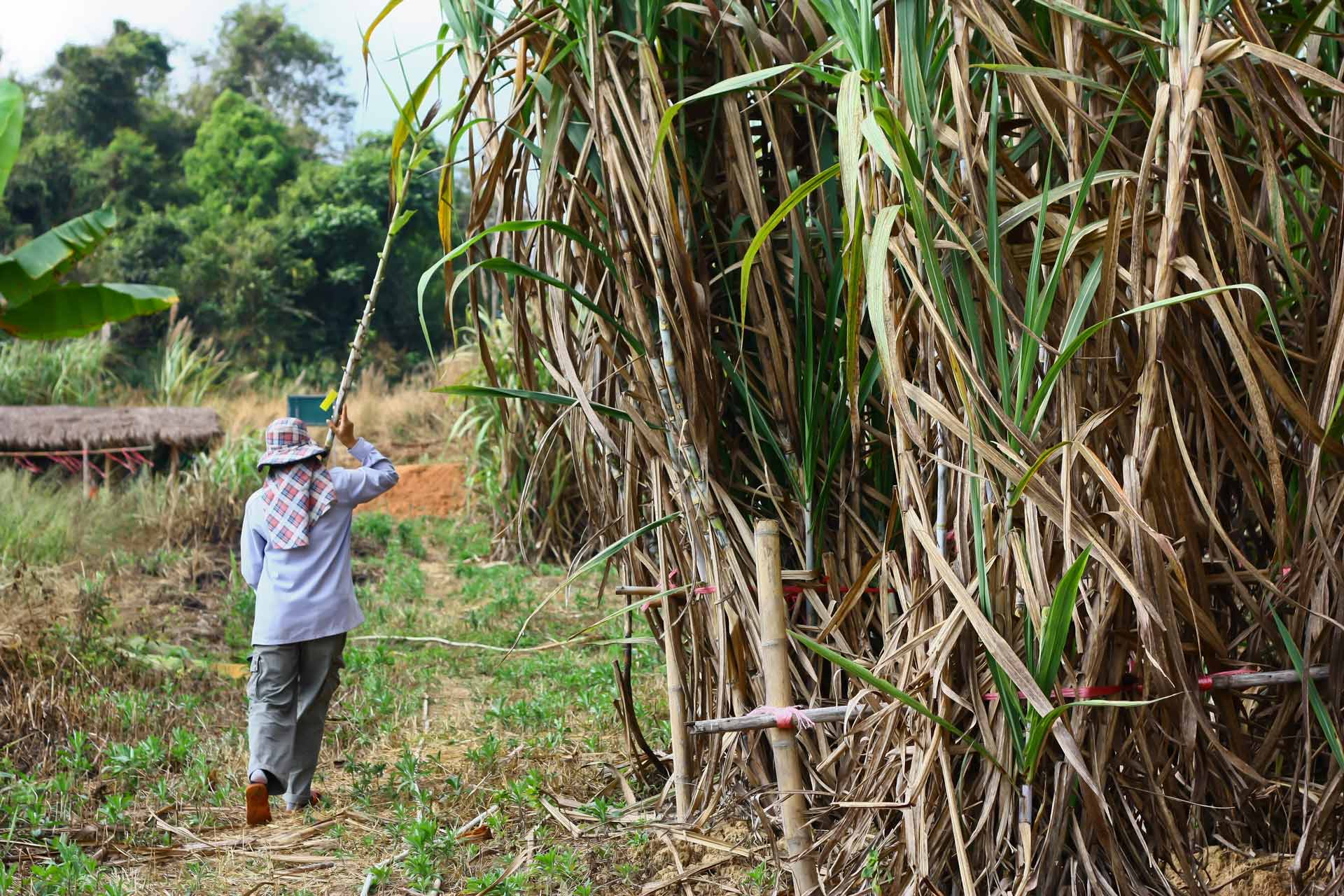 Sugar cane harvesting