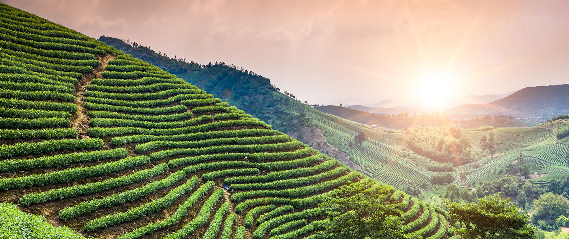 Tea plantation